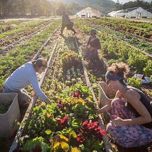 People work in Ohio University's community garden